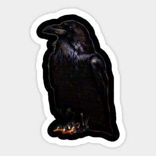 Crow Calls Sticker